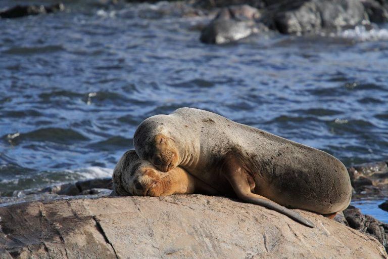 Un atractivo único; La Isla de Los Lobos, en Tierra del Fuego