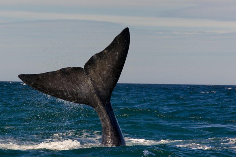 ¿Por qué encallan las ballenas?