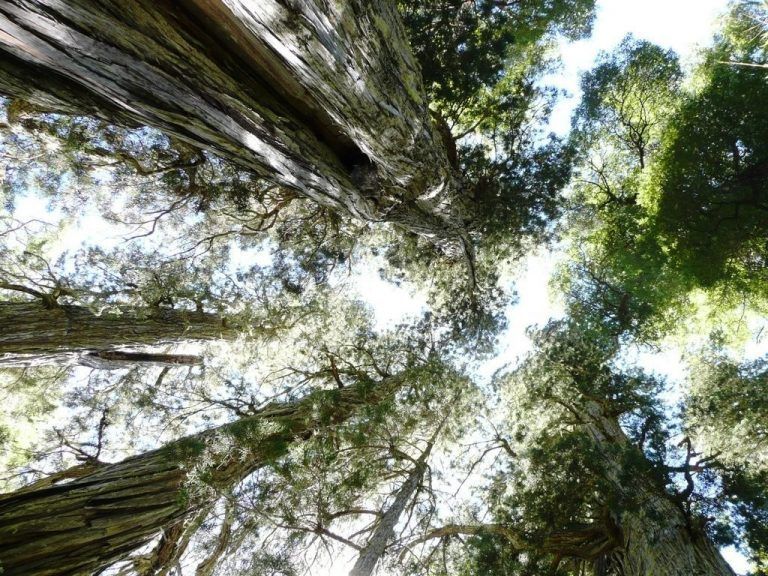 El Alerce Abuelo, 2600 años de antigüedad tiene el árbol más milenario de Esquel