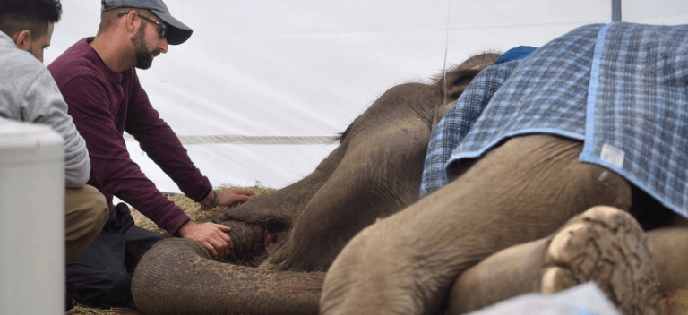 Cierran el zoo de La Plata, tras la muerte de Pelusa
