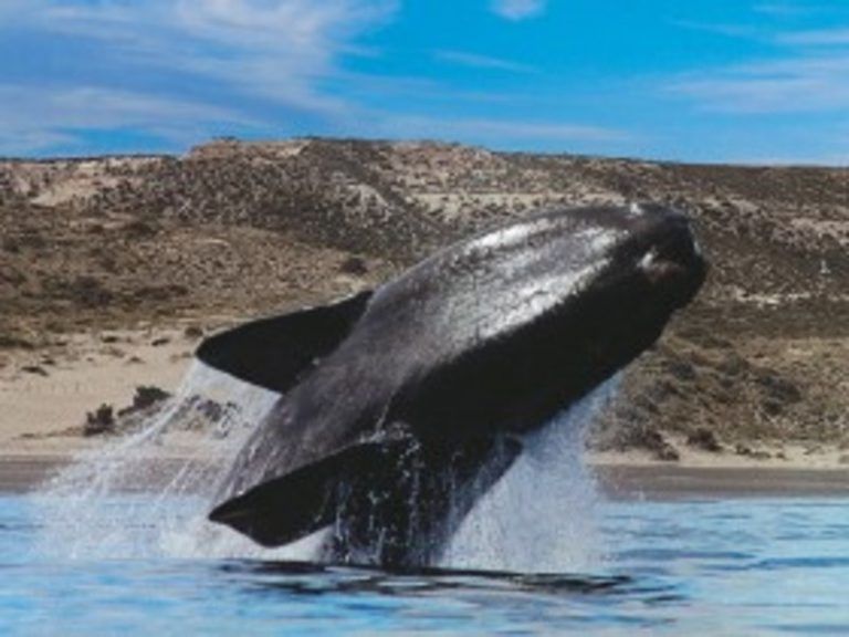 Declaran a la Península Valdés como destino líder en avistaje de ballenas en Sudamérica