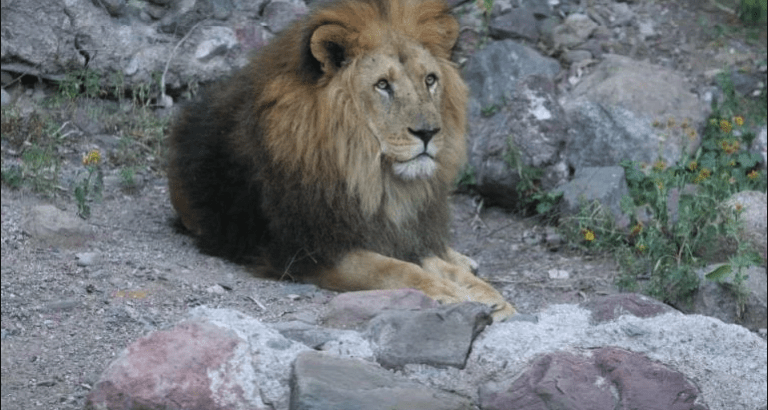 ¡Noticia para Celebrar! Los leones del ex Zoo de Mendoza fueron llevados a un santuario