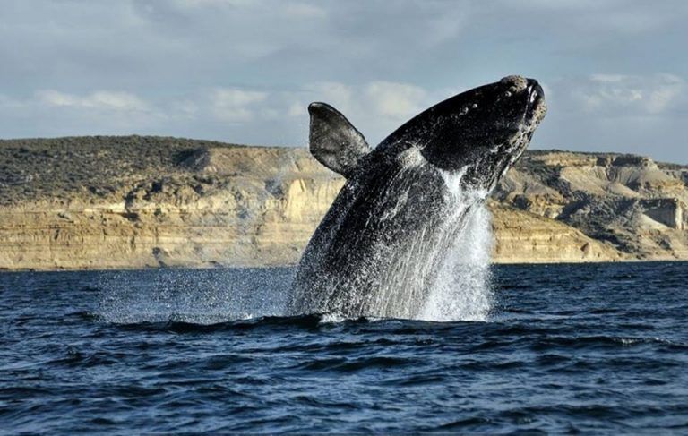 Temporada de ballenas 2026 en Patagonia Argentina