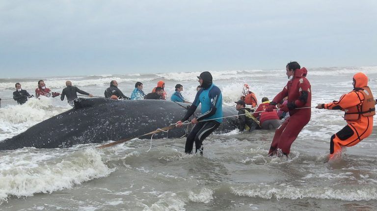 Final feliz: Fue devuelta al mar la ballena encallada en Mar del Tuyú
