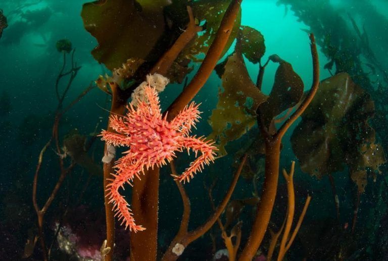 Excelente noticia: Se declararon dos nuevas Áreas Protegidas en el Mar Argentino