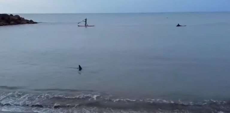 Tiburones en la costa: Son inofensivos y en peligro de extinción