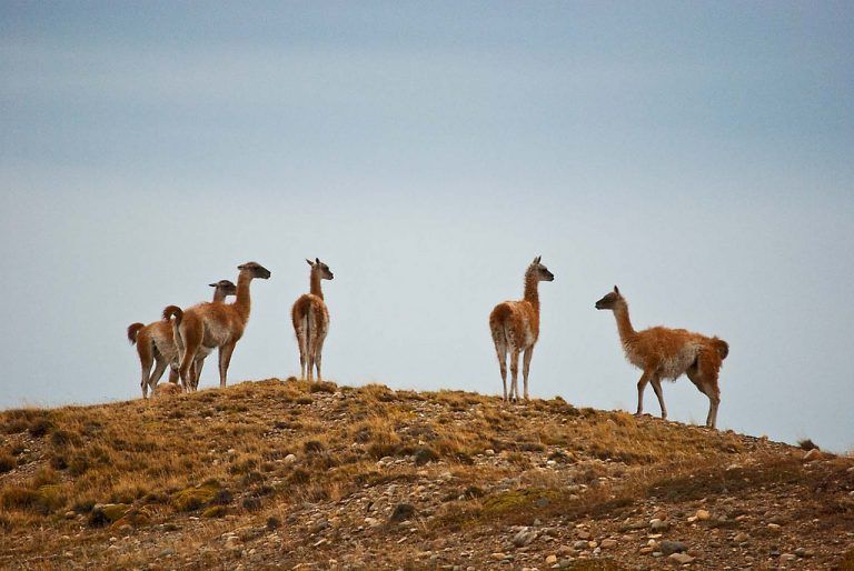Un pedido desesperado por el fin de la matanza de guanacos en Santa Cruz