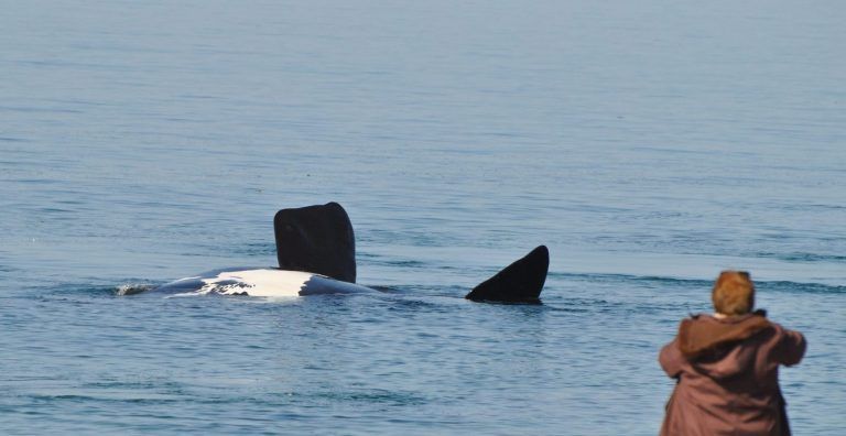 El Doradillo: platea privilegiada para contemplar a las ballenas
