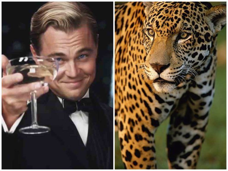 Leonardo DiCaprio destacó la reinserción yaguaretés en los Esteros del Iberá