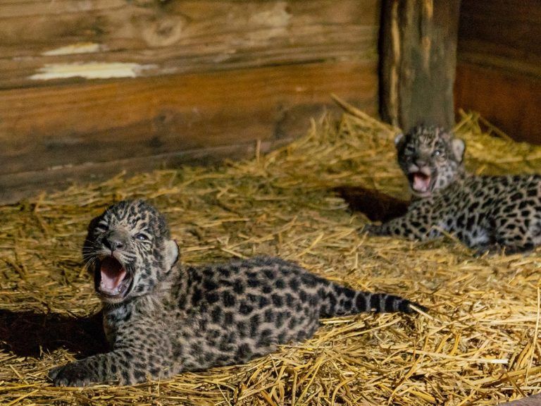 Nacieron dos yaguaretés y con ellos crece la esperanza de salvar a esta especie en peligro de extinción