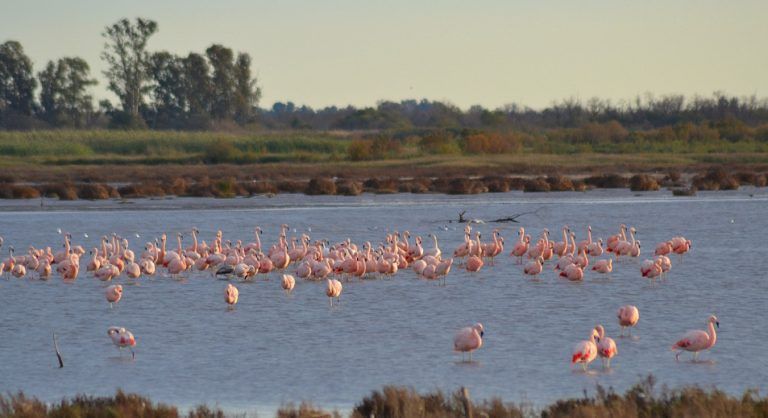Anunciaron la creación de un nuevo Parque Nacional en Córdoba: Miramar de Ansenuza