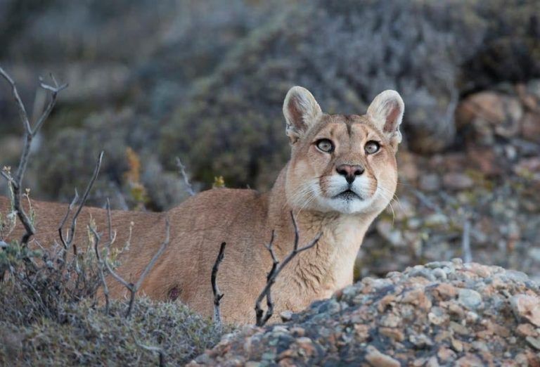 puma