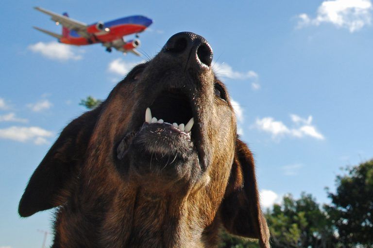 Ir al aeropuerto de Ezeiza con mascotas (perros y gatos) este 2023