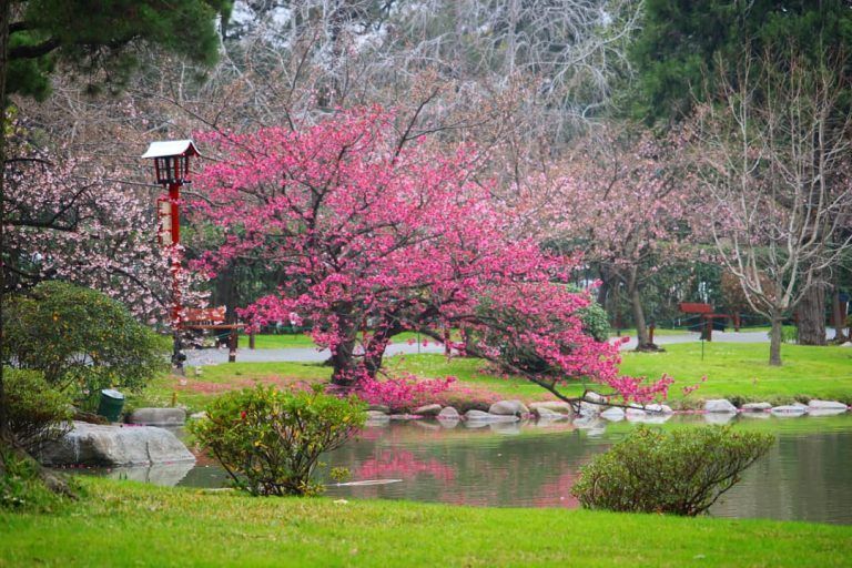 Hanami en Buenos Aires en el Jardín Japonés