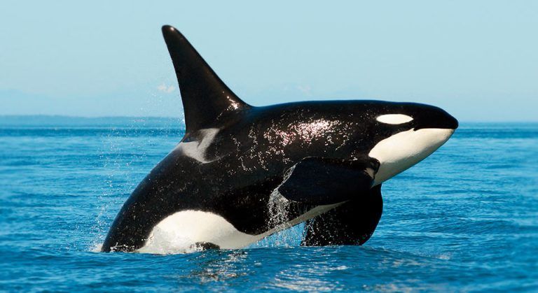 Orcas