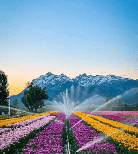 ¡Temporada de Tulipanes 2024 en Trevelin! 🌷