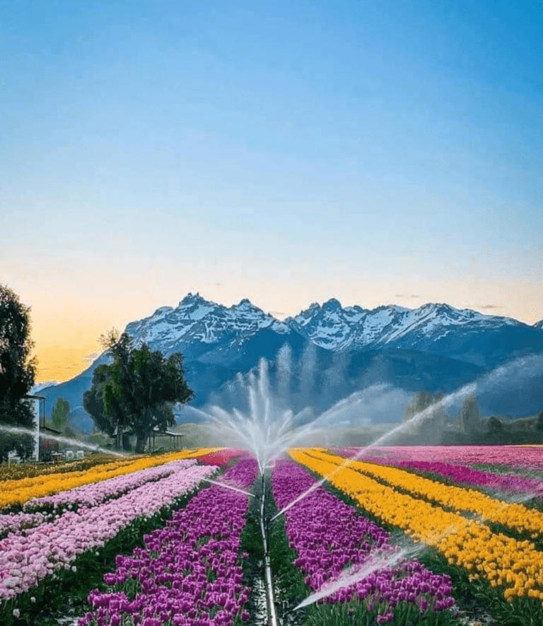 ¡Temporada de Tulipanes 2024 en Trevelin! 🌷