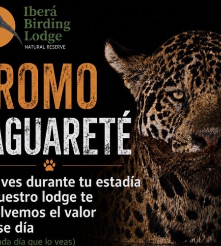 Iberá: el lodge en Corrientes que te devuelve plata si ves un yaguareté