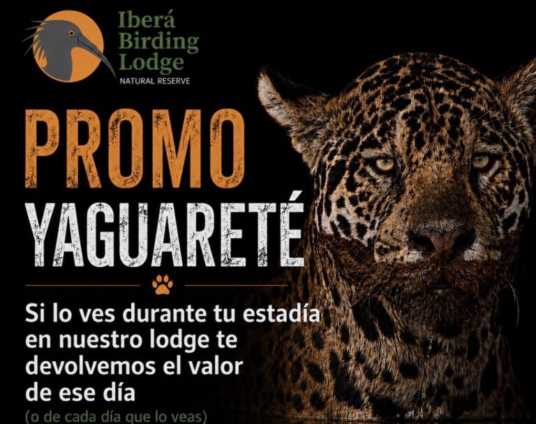 Iberá: el lodge en Corrientes que te devuelve plata si ves un yaguareté